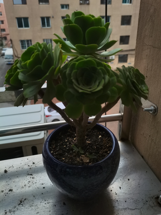 多肉植物