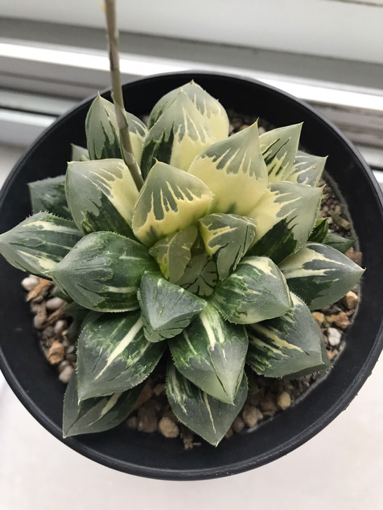 花水晶玉露，叶宽过2厘米，是不是太叶花水晶...