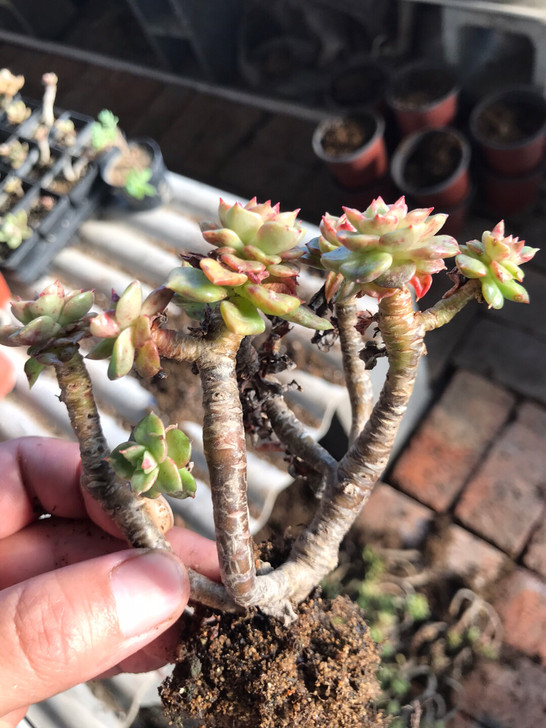 润谷园艺#清棚#多肉#蜡牡丹小老桩无砍整桩