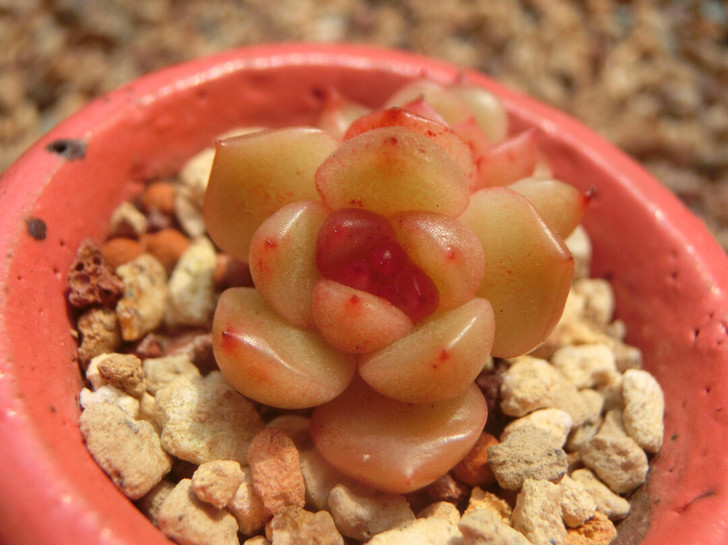 巫拉拉家太平鸟叶插苗,糖心冰心杂交多肉图1...