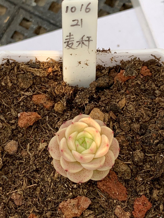 多肉麦秆～～～