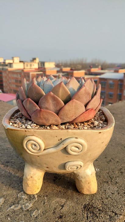 夕阳下的肉肉君