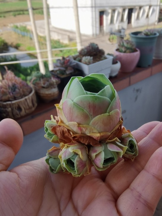 血樱群生老桩,六头,山地玫瑰,多肉,江浙沪...