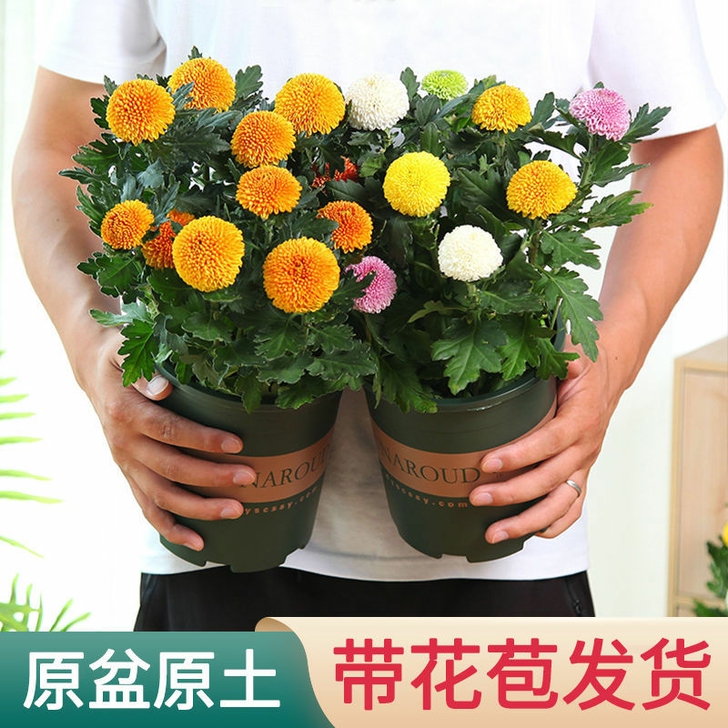 乒乓球菊花