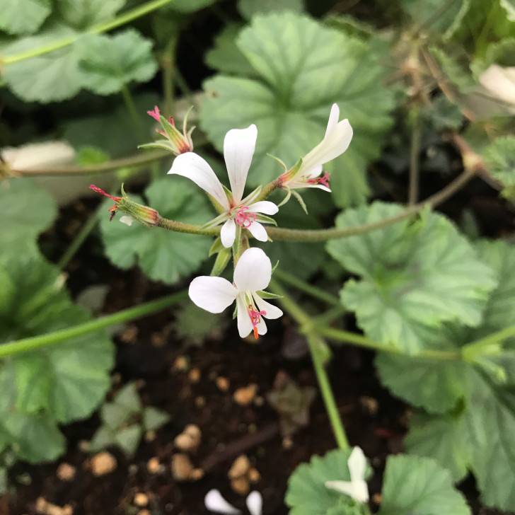 香叶洋葵Pelargonium worce...
