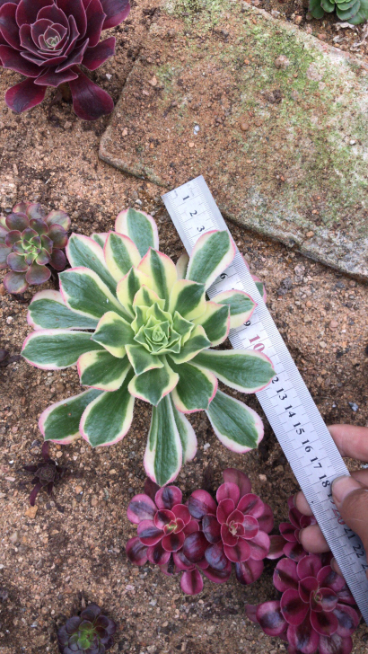 多肉植物艳凝绿羊绒锦一物一拍
