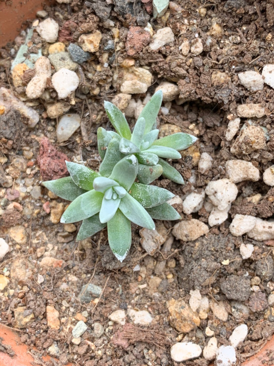多肉植物，白菊仙女杯，7元一头双头14，满...