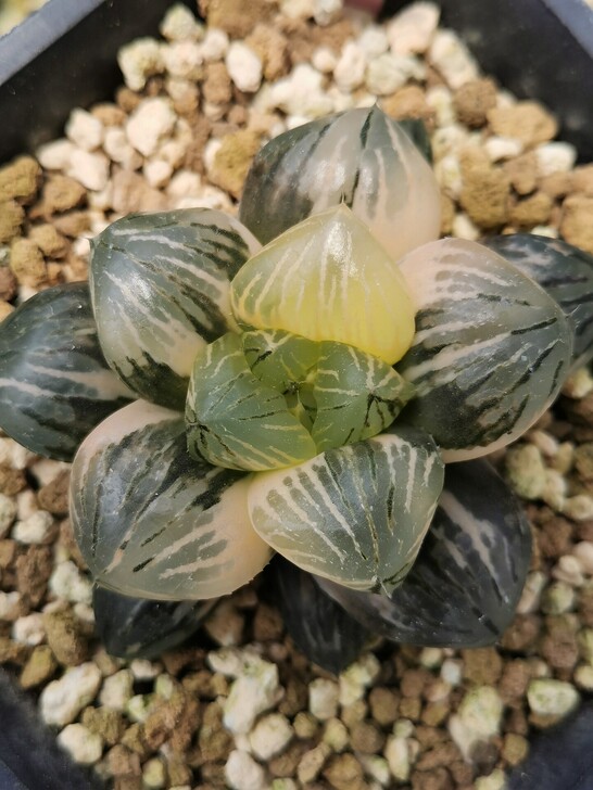 玉檀寿锦，极上斑，状态如图，一物一拍