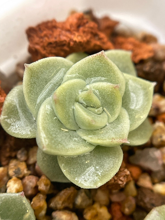 麦秆多肉，不要问对不对版，因为是播种出来的...