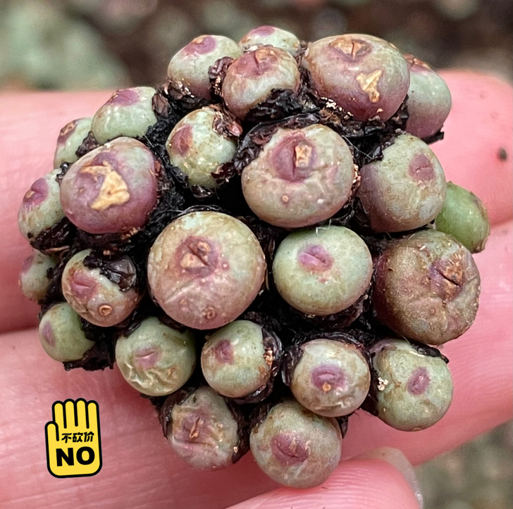 极品嘴儿,溜溜不出,小红嘴儿捧花,肉锥