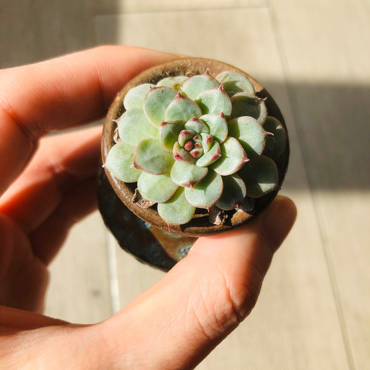 精控小萌物，多肉