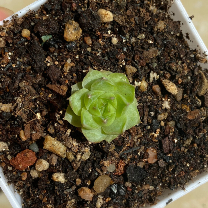 包邮。麦秆水鬼绿透 多肉 养养更美