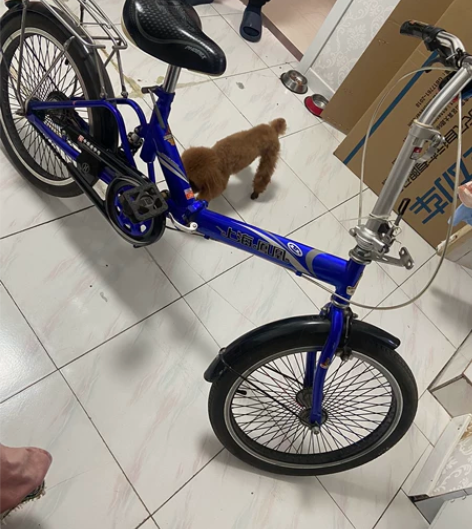 凤凰折叠自行车  没毛病，8成新    只...