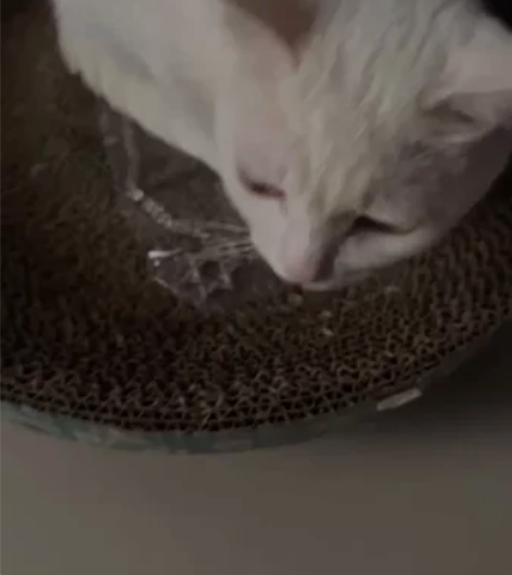 肥猫。朋友的 帮挂  疫苗打完了 驱虫每个...