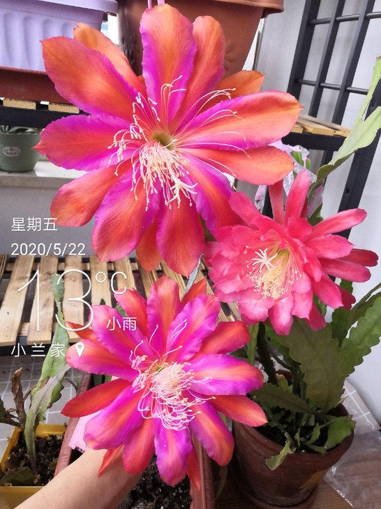 复色大花品种令箭