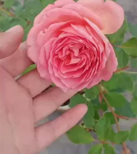 银禧庆典大苗 银禧庆典 银禧庆典，。它是一...