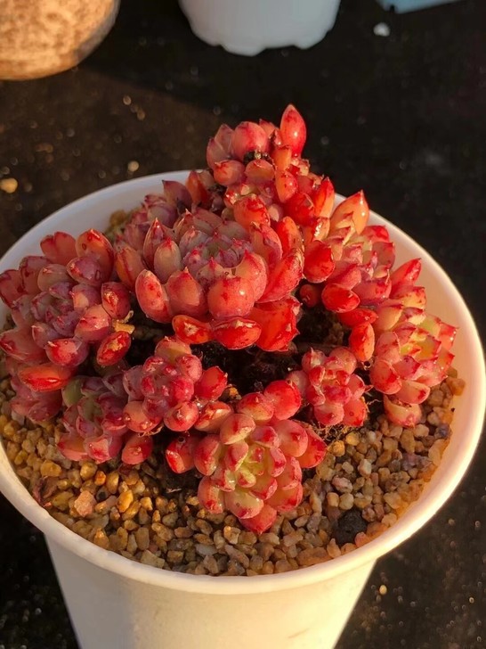 韩国精品杂交多肉植物,8厘米,有老桩,可以...