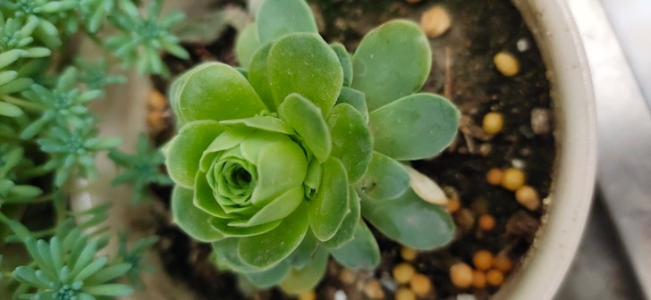 多肉植物山地玫瑰熊童子君美丽翡翠冰万圣节法...
