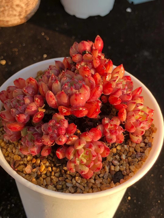 韩国精品杂交8厘米老桩可以出血斑孤品