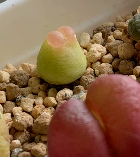 拉登sh1200，番杏肉锥 原来的大窗啊…...