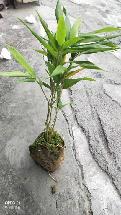 罗汉竹竹苗(筇竹袋苗),一年苗,高50公分...
