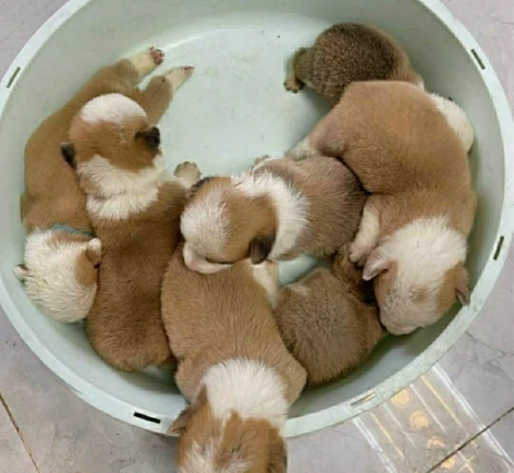 纯种柯基幼犬,同城自提,两个月多月了,性格...
