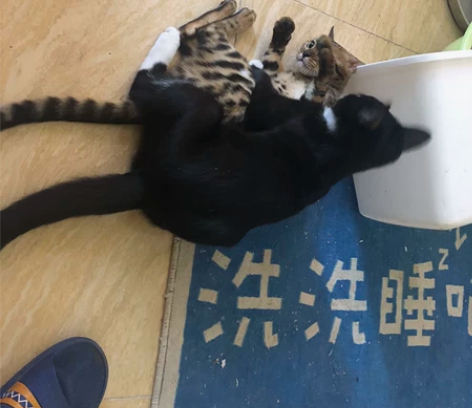 不是卖猫！！！看清楚  因回家外出无法照顾...