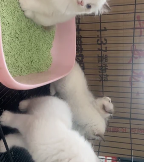 家庭繁殖布偶猫 公母都有 非常胖非常干净...