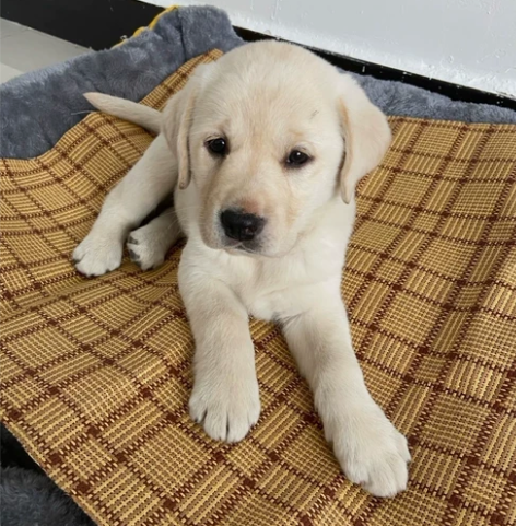标价就是卖价！自提自家养的拉布拉多幼犬，拉...