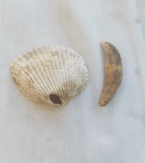 石器时代，贝壳项饰，品相好，完整，包真包老...