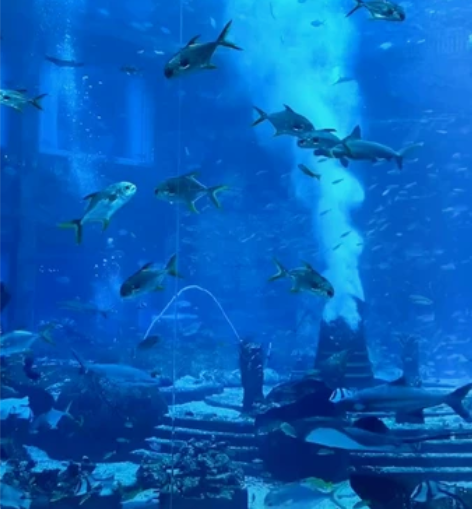 三亚亚特兰蒂斯水世界水上乐园水族馆C秀特价...