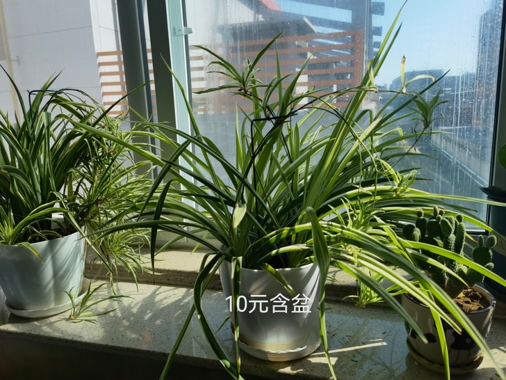 办公室养的绿值太多，换钱买盆更新一批。