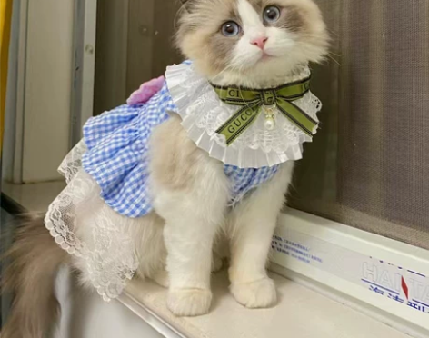 猫裙子夏天公主风兔子衣服蕾丝蝴蝶结狗狗背心...