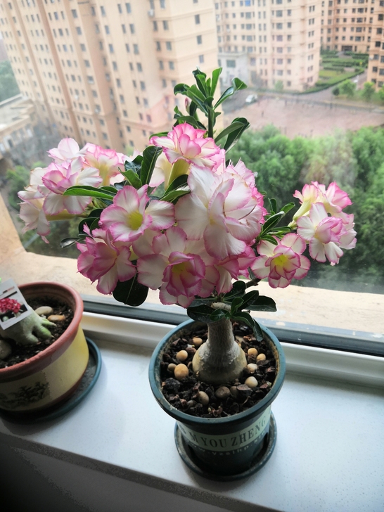 出一株沙漠玫瑰，品种是雪媚娘2，家里的阳台...
