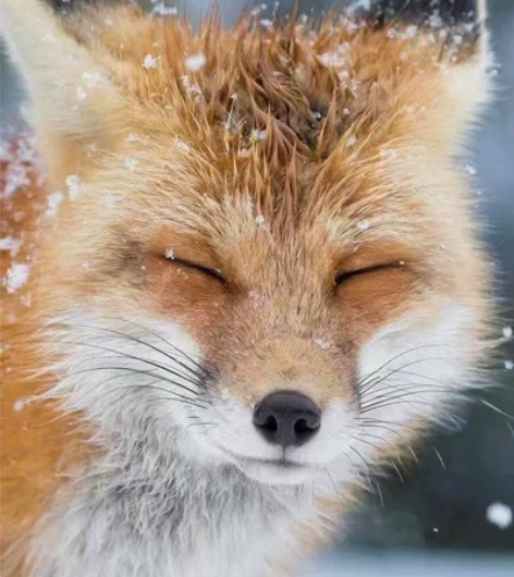 悠窝窝福袋产物，现在试一试做一下福袋，福袋...