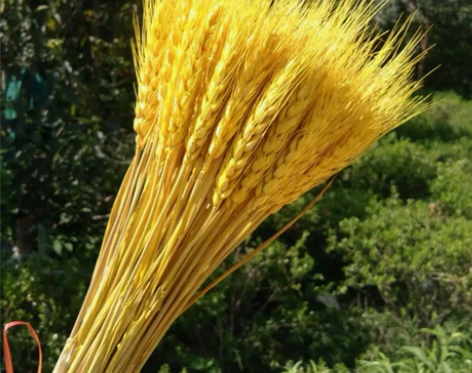 干花大麦一把100根，可插花瓶，永不褪色，...