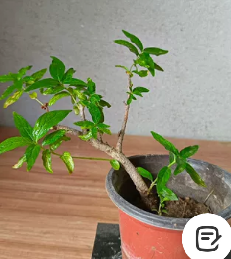 文人飘枝,拍下当天发货(偏远地区不包邮) ...