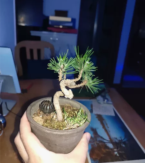 绿植盆景,黑松,盆有裂痕不影响,高18,飘...