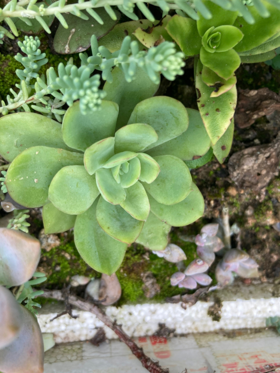 花之鹤一块
