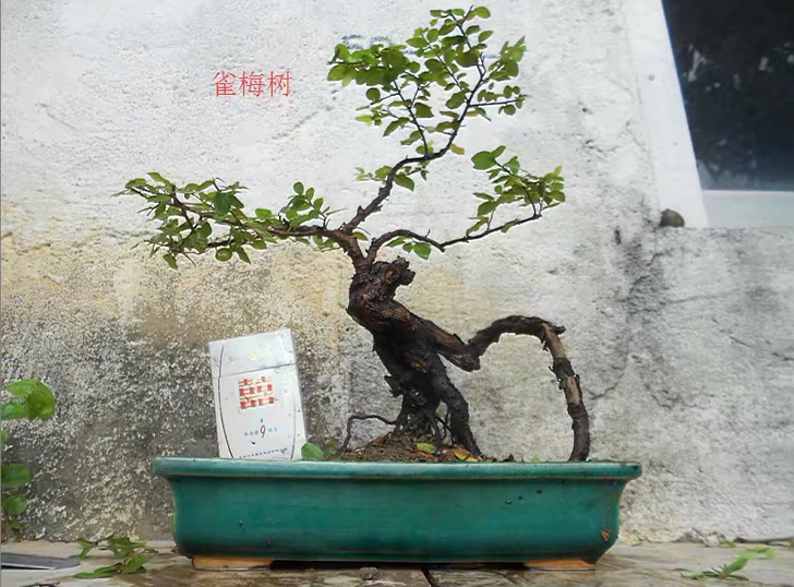 出售一棵根桩红芽雀梅树，不含盆，东三省新疆...