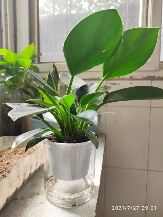 绿植金钻带自吸盆低价出售4元，