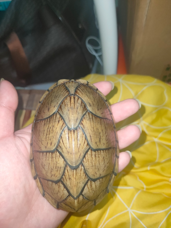 剃刀龟壳 文玩 生剔 没有煮过 手工处理 ...