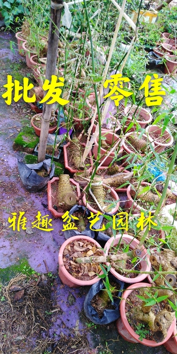 簕竹室内雅趣盆栽。零售价单棵小号38元中号...