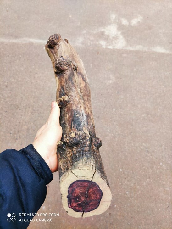 紫檀柳紫色料瘤疤带水波纹长39直径5.2公...