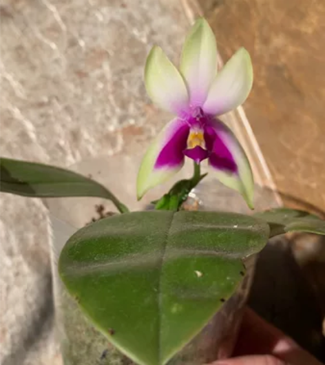 Phal.belina f.pink X ...
