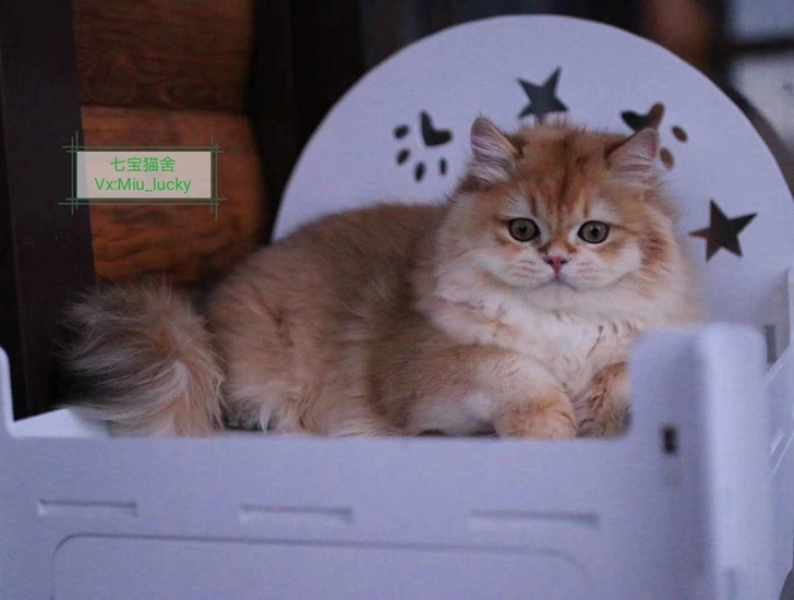 重金购入欧洲顶级猫舍Golden Lege...