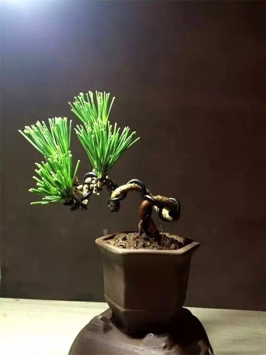 精品造型黑松盆景绿植微型桌面盆栽 庭院阳台...