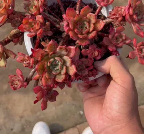 蒂凡尼多肉 蒂夫尼多肉 老桩悬崖飘枝造型 ...