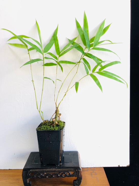 漂亮簕竹小老桩盆景盆栽