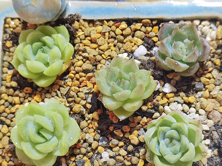 麦秆杂交女王玫瑰杂交多肉植物拼盘 东云系杂...